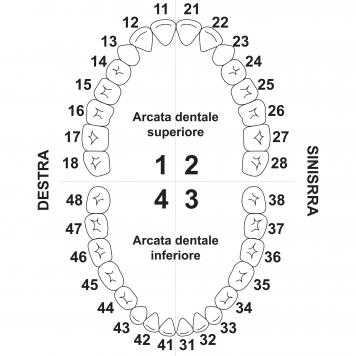 numerazione denti come leggerla